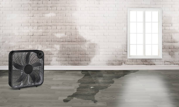 Best Carpet water damage restoration  in Port Allegany, PA